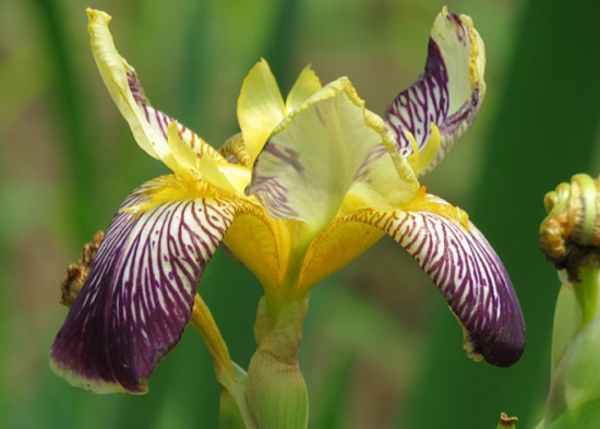 花菖蒲的栽培办法 花菖蒲的栽培办法:可种植在水中,也可以种植高出水面的旱土里面