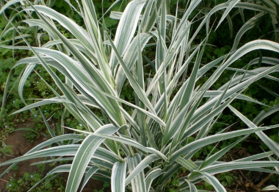 花叶芦竹的种植办法：喜温暖、阳光充足的环境