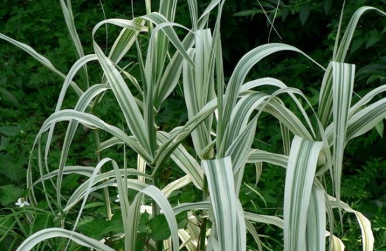 花叶芦竹的种植办法：喜温暖、阳光充足的环境