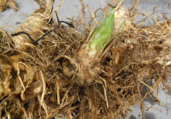 芦竹根的功效与作用：体虚无热者慎服