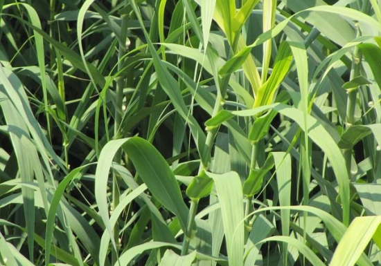 芦竹根的功效与作用：体虚无热者慎服