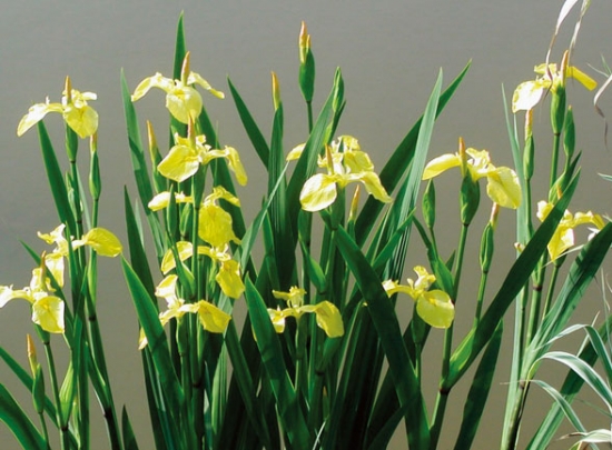 黄菖蒲花语：信者之福