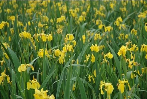 黄菖蒲价格：幼苗大,价格高