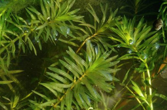 黑藻是单细胞生物吗