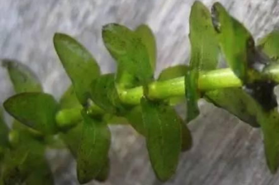 黑藻是单细胞生物吗