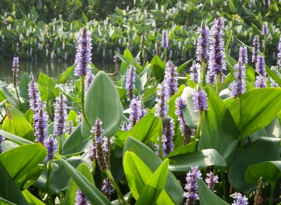 再力花开花时间：花期长达8个月