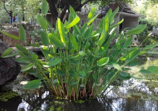 再力花是什么 再力花是什么:竹芋科,多年生挺水草本