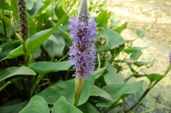 再力花是什么 再力花是什么:竹芋科,多年生挺水草本