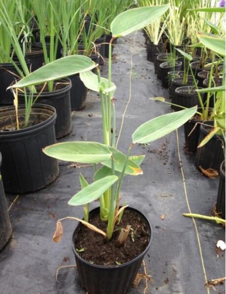 再力花是什么 再力花是什么:竹芋科,多年生挺水草本