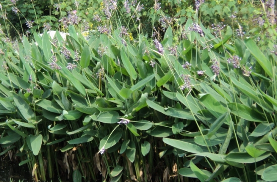 再力花的价格：市售再力花盆栽价格一般在8-10元/盆