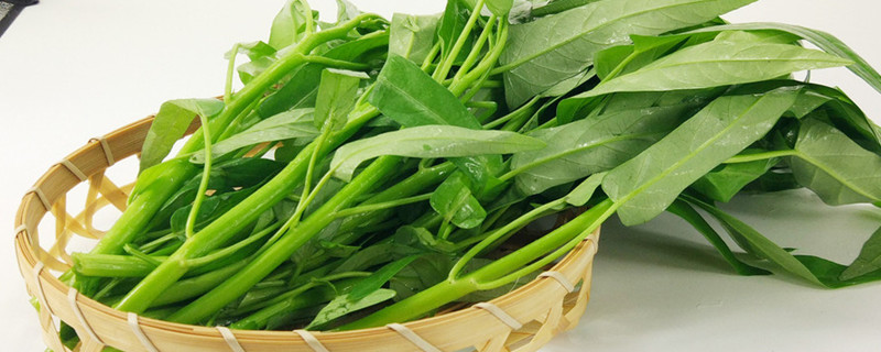 空心菜叶子发黄如何回事