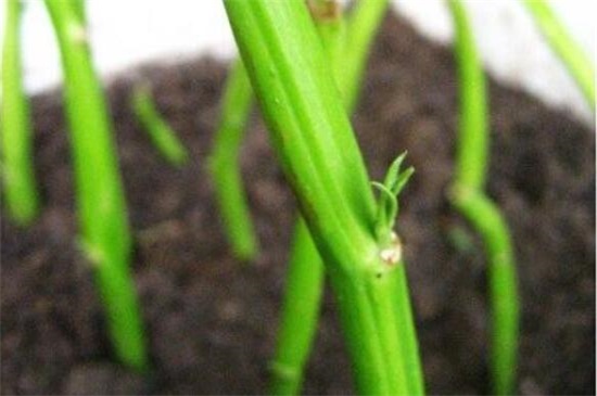 空心菜能插活吗，空心菜扦插的快速种植办法