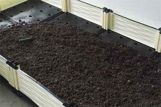 空心菜能插活吗，空心菜扦插的快速种植办法