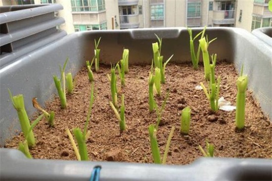 空心菜能插活吗，空心菜扦插的快速种植办法