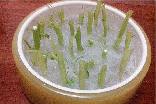 空心菜能插活吗，空心菜扦插的快速种植办法