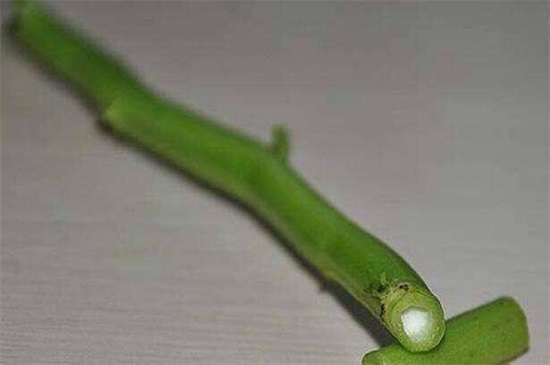 空心菜能插活吗，空心菜扦插的快速种植办法