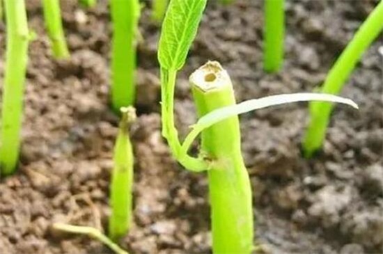 空心菜能插活吗，空心菜扦插的快速种植办法