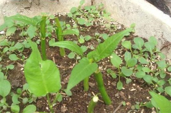 空心菜能插活吗，空心菜扦插的快速种植办法