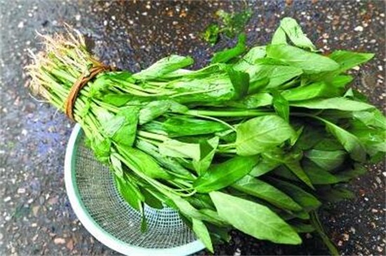 空心菜种类哪种好，竹叶空心菜产量高口质脆味浓