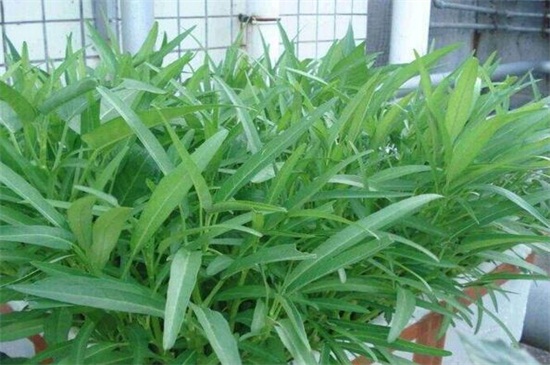 空心菜种类哪种好，竹叶空心菜产量高口质脆味浓