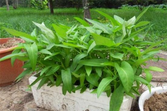 空心菜种类哪种好，竹叶空心菜产量高口质脆味浓