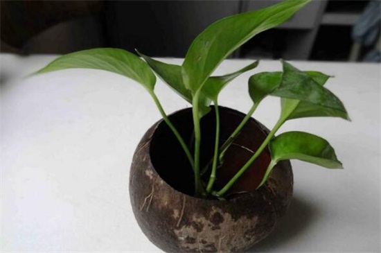 空心菜种类哪种好，竹叶空心菜产量高口质脆味浓