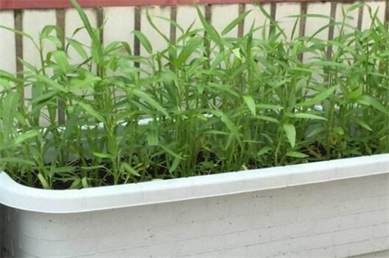 空心菜种类哪种好，竹叶空心菜产量高口质脆味浓