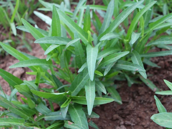 蕹菜 蕹菜病虫害预防和治疗:根据病虫害发生特点,对症下药