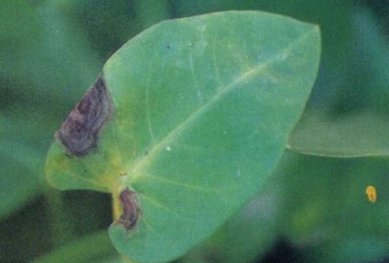 炭疽病 蕹菜病虫害预防和治疗:根据病虫害发生特点,对症下药