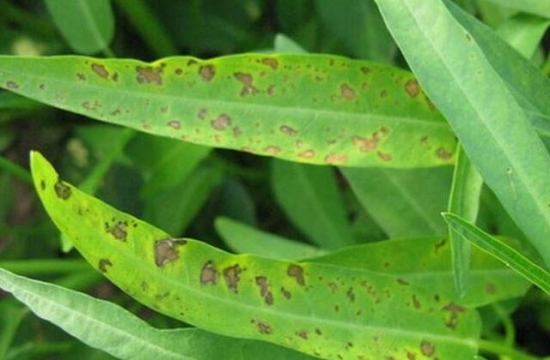 叶斑病 蕹菜病虫害预防和治疗:根据病虫害发生特点,对症下药
