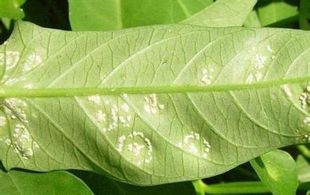 白锈病 蕹菜病虫害预防和治疗:根据病虫害发生特点,对症下药