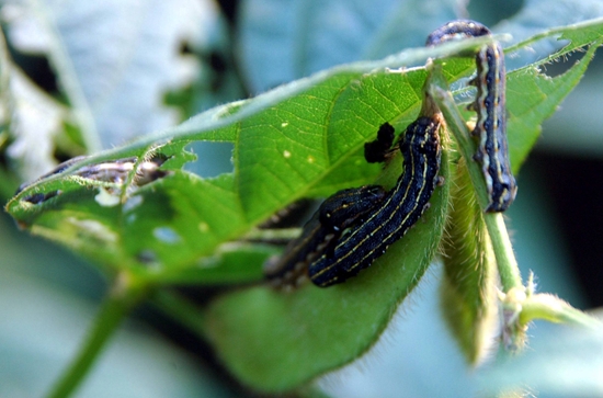 斜纹夜蛾幼虫 蕹菜病虫害预防和治疗:根据病虫害发生特点,对症下药