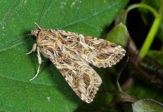 斜纹夜蛾成虫 蕹菜病虫害预防和治疗:根据病虫害发生特点,对症下药