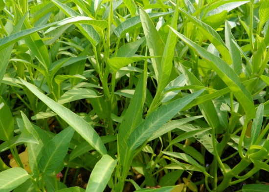 蕹菜的种植办法：北方以旱栽为主，南方旱栽与水植并存