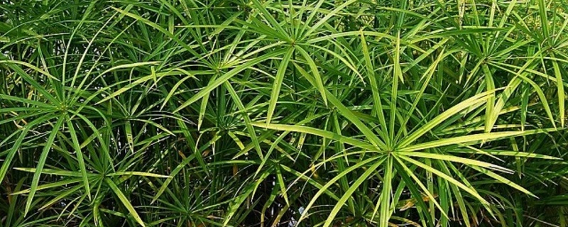 水竹发黄如何办