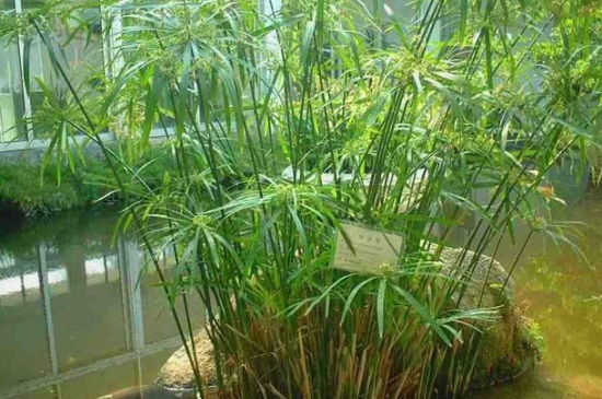 水竹可以放在室内吗,寓意生财可室内养殖