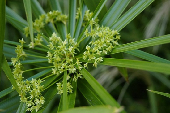 水竹可以放在室内吗,寓意生财可室内养殖