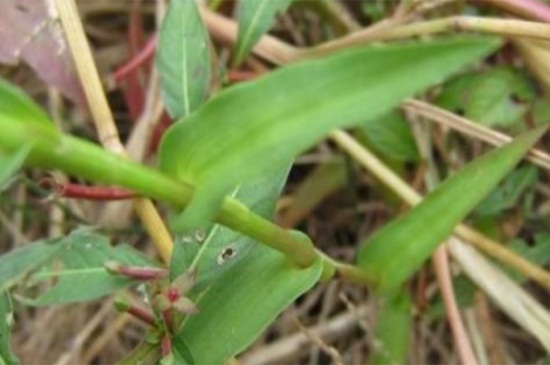 水竹可以放在室内吗,寓意生财可室内养殖