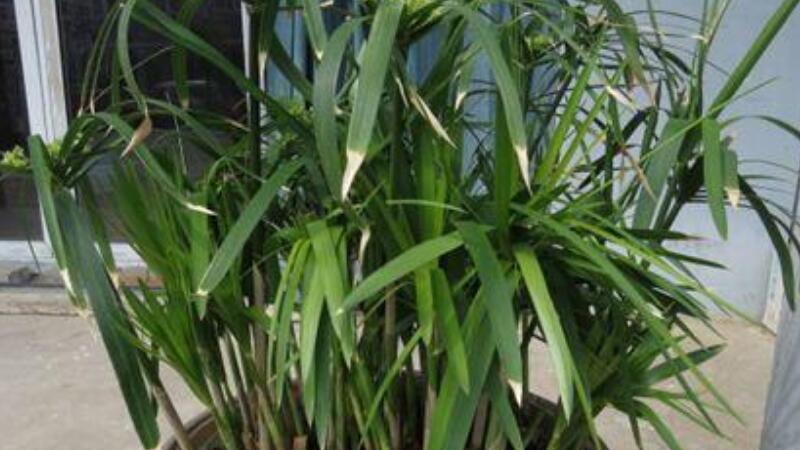 水竹叶子发黄如何办