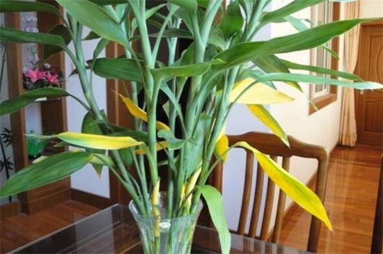 水竹叶子发黄如何办