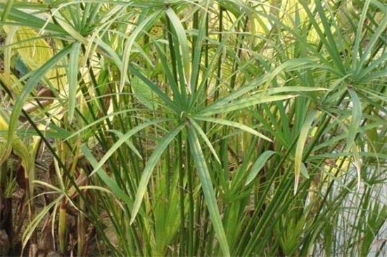 水竹叶子发黄如何办