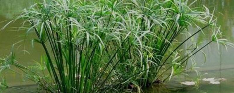 水竹冬季如何养