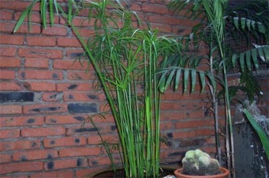 水竹冬季如何养