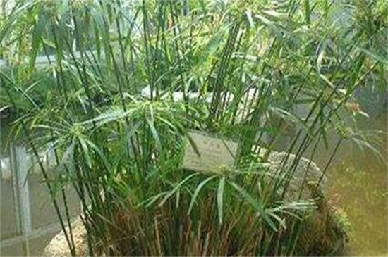 水竹冬季如何养