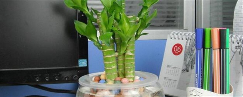 水竹子如何养活