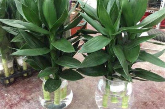 水竹子如何养活