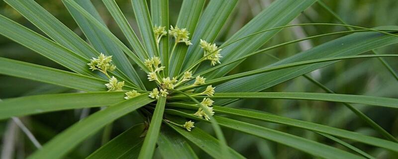 水竹叶子发黄如何办