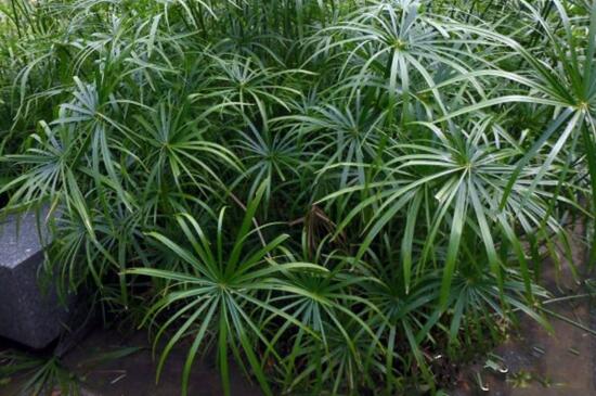 水竹叶子发黄如何办