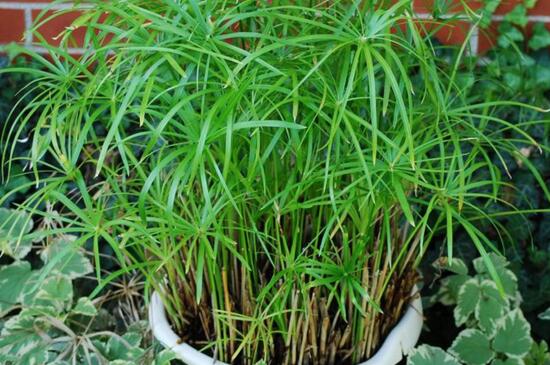 水竹叶子发黄如何办