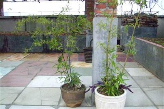 紫竹如何养